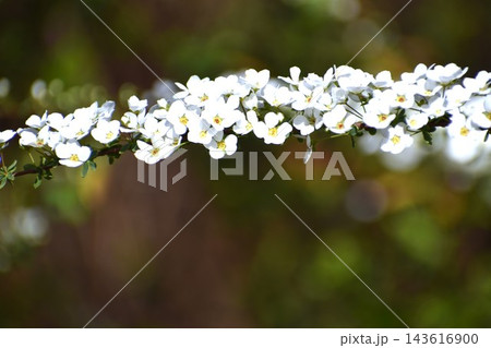 ユキヤナギは枝先の長い穂にたくさんの花を咲かせて、ひときわ目を引く ユキヤナギは枝先の長い穂にたくさんの花を咲かせて、ひときわ目を引く 143616900