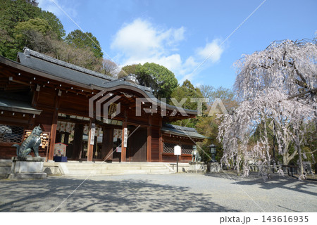 大石神社　拝殿と大石桜　京都市山科区西野山 143616935