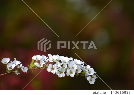 ユキヤナギは枝先の長い穂にたくさんの花を咲かせて、ひときわ目を引く ユキヤナギは枝先の長い穂にたくさんの花を咲かせて、ひときわ目を引く 143616952