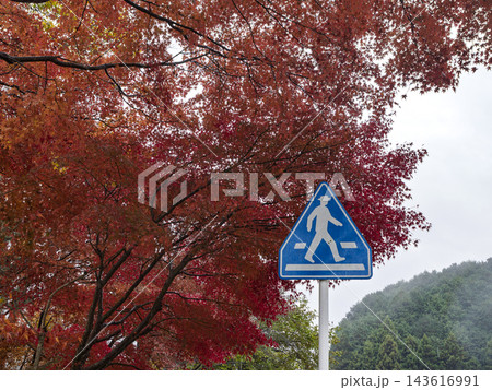 紅葉に彩られた道路と横断歩道の標識 紅葉に彩られた道路と横断歩道の標識 143616991