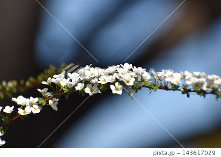 ユキヤナギは枝先の長い穂にたくさんの花を咲かせて、ひときわ目を引く ユキヤナギは枝先の長い穂にたくさんの花を咲かせて、ひときわ目を引く 143617029