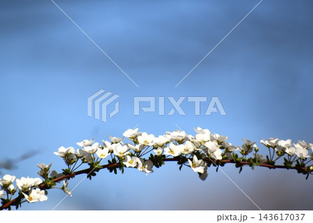 ユキヤナギは枝先の長い穂にたくさんの花を咲かせて、ひときわ目を引く ユキヤナギは枝先の長い穂にたくさんの花を咲かせて、ひときわ目を引く 143617037