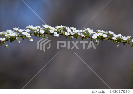 ユキヤナギは枝先の長い穂にたくさんの花を咲かせて、ひときわ目を引く 143617080
