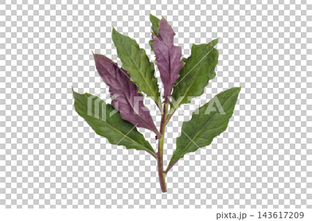 A transparent PNG image of the stem and leaves of Handama (Suizenji greens) taken from directly above. A transparent PNG image of the stem and leaves of Handama (Suizenji greens) taken from directly above. 143617209
