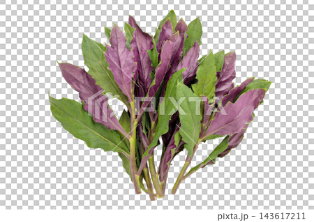 A transparent PNG image of a bunch of Handama (Suizenji greens) viewed from directly above. 143617211