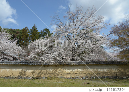 醍醐寺 土塀と桜 京都市伏見区醍醐 醍醐寺 土塀と桜 京都市伏見区醍醐 143617294