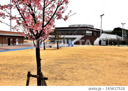 茅ヶ崎市 柳島スポーツ公園の満開河津桜とクラブハウス 茅ヶ崎市 柳島スポーツ公園の満開河津桜とクラブハウス 143617528