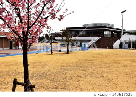 茅ヶ崎市　柳島スポーツ公園のクラブハウス棟と満開河津桜 143617529