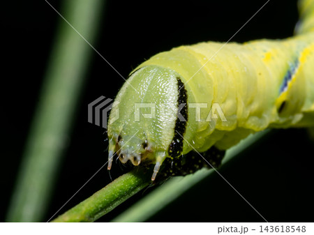 Green Hornworm Caterpillar Crawling on Stem with Black Background. Green Hornworm Caterpillar Crawling on Stem with Black Background. 143618548