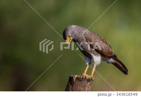 Close up of a Rufous-winged Buzzard (Butastur liventer) bird with yellow eyes looking at camera. Close up of a Rufous-winged Buzzard (Butastur liventer) bird with yellow eyes looking at camera. 143618549