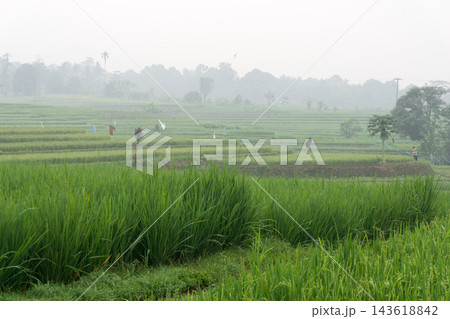 An aerial view of the Indonesian landscape in the morning, shrouded in smoke from burning forests and rice fields An aerial view of the Indonesian landscape in the morning, shrouded in smoke from burning forests and rice fields 143618842