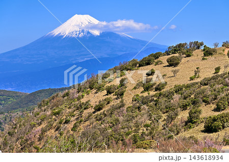 伊豆半島　春の西伊豆スカイラインから眺める富士山 143618934