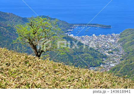 伊豆半島　伊豆山稜線歩道の達磨山　笹原に立つ新緑の一本木と戸田漁港を望む 143618941