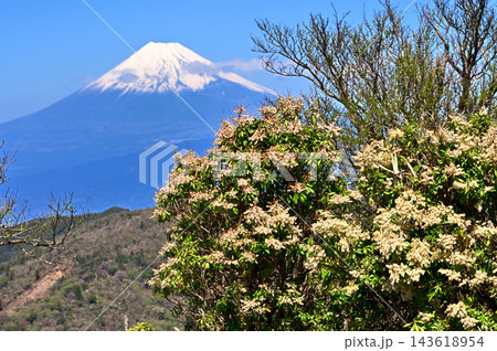 伊豆半島の伊豆山稜線歩道 小達磨山に咲くアセビと富士山 伊豆半島の伊豆山稜線歩道 小達磨山に咲くアセビと富士山 143618954