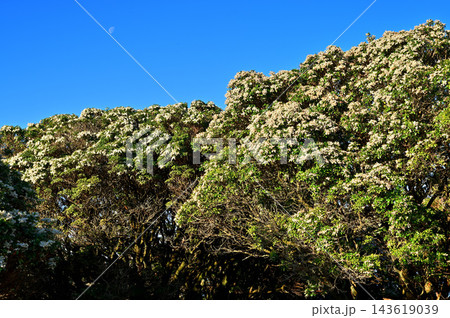 伊豆半島の伊豆山稜線歩道 金冠山 満開のアセビの花 伊豆半島の伊豆山稜線歩道 金冠山 満開のアセビの花 143619039