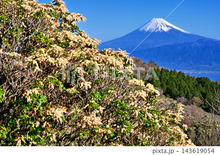 伊豆半島の伊豆山稜線歩道 アセビ咲く金冠山より望む富士山 伊豆半島の伊豆山稜線歩道 アセビ咲く金冠山より望む富士山 143619054