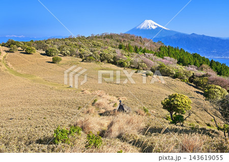 伊豆半島の金冠山 春色の草原に聳える富士山 伊豆半島の金冠山 春色の草原に聳える富士山 143619055