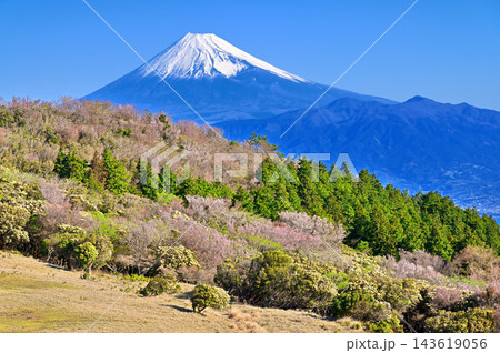 伊豆半島の金冠山 春色の草原に聳える富士山 伊豆半島の金冠山 春色の草原に聳える富士山 143619056