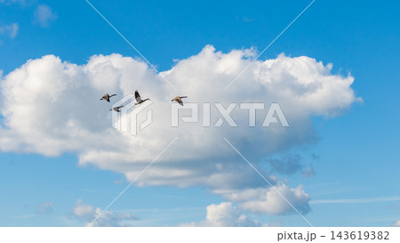 Four Canadian geese flying against a bright blue sky with large white clouds in a peaceful open air scene 143619382