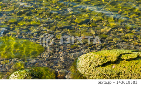 Sunlit clear stream flowing over moss covered rocks with visible stones and green aquatic growth in a natural freshwater setting 143619383