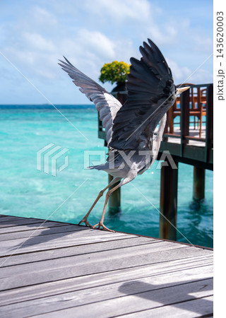 A grey heron launches from a wooden deck by a turquoise lagoon at a Maldives resort. Midday sun casts sharp shadows, a gentle breeze lifts the bird over the shallow reef. A grey heron launches from a wooden deck by a turquoise lagoon at a Maldives resort. Midday sun casts sharp shadows, a gentle breeze lifts the bird over the shallow reef. 143620003