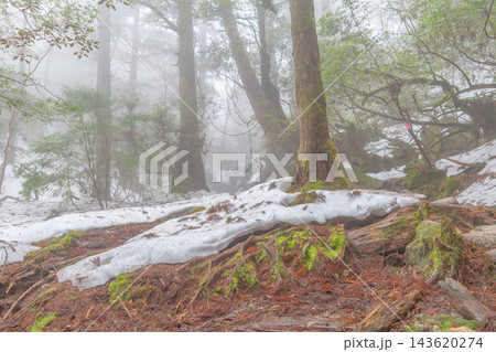 屋久島白谷雲水峡の冬 環境エコのイメージ画像 屋久島白谷雲水峡の冬 環境エコのイメージ画像 143620274