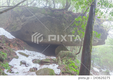 屋久島白谷雲水峡の冬 環境エコのイメージ画像 屋久島白谷雲水峡の冬 環境エコのイメージ画像 143620275