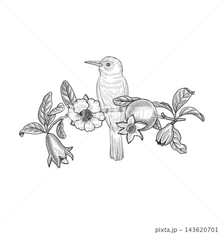 vector drawing fruit flowers vector drawing fruit flowers 143620701