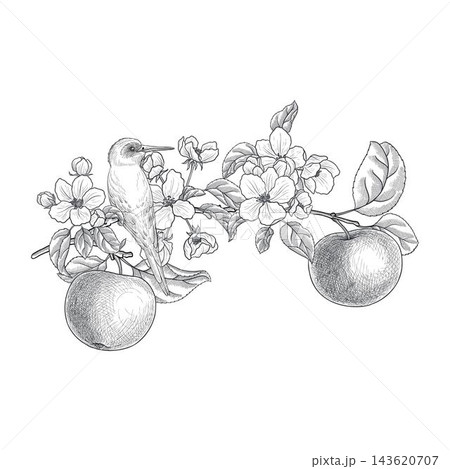 vector drawing fruit flowers vector drawing fruit flowers 143620707