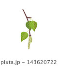vector drawing spring tree birch branch 143620722