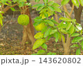 枝に実る鮮やかな緑色のゴツゴツした獅子柚子（鬼柚子） 143620802