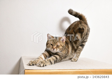 昼寝する猫のリラックスした表情 昼寝する猫のリラックスした表情 143620843