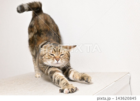昼寝する猫のリラックスした表情 昼寝する猫のリラックスした表情 143620845