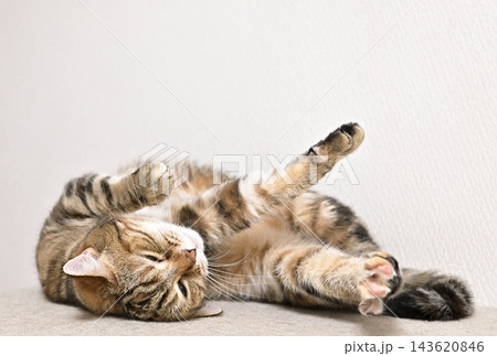 昼寝する猫のリラックスした表情 143620846