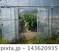 ビニールハウスで栽培される青々と育つ野菜の様子 143620935