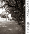 並木道の舗装路と並木、白黒の風景写真 143620936