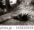森の中にある朽ちた切り株と周囲の草木 143620938