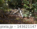 倒れた木々 143621147