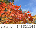 真っ赤な紅葉 143621148