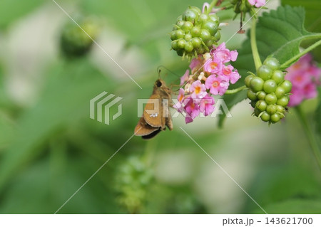 ランタナの花と実とせせり蝶 143621700