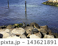 ヨーク半島の岩場で日光浴をして休むオーストラリアのオットセイ ヨーク半島の岩場で日光浴をして休むオーストラリアのオットセイ 143621891