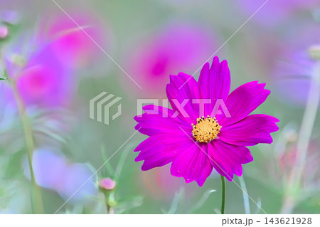 ピンク色のコスモスの花 143621928