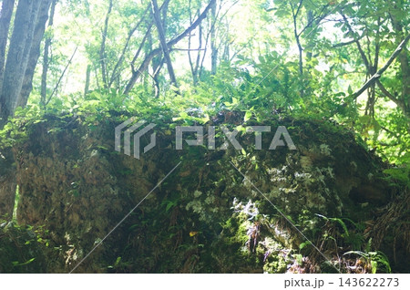 光差し込むフジロックの森の苔むした巨岩 143622273