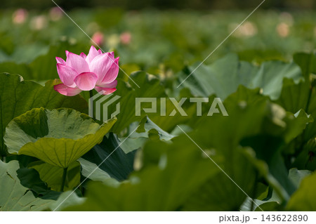 8月の東京・不忍池に咲く一輪のピンクの蓮の花 143622890