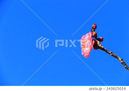 青空に紅梅の花咲く 青空に紅梅の花咲く 143625014