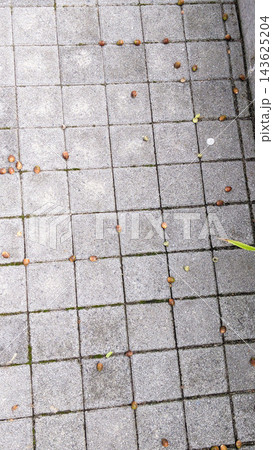どんぐりが落ちた苔の生えた目地のタイルと秋の道 143625204