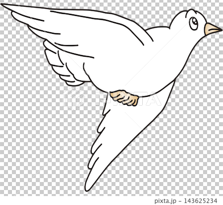 手繪動物插畫☆白鴿 手繪動物插畫☆白鴿 143625234