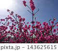青空を背景に鮮やかなピンク色の花が咲く春の風景 143625615