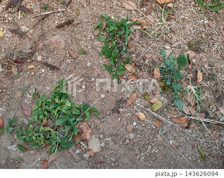 Overhead view of small green weeds and dried leaves on gravelly ground surface. Overhead view of small green weeds and dried leaves on gravelly ground surface. 143626094