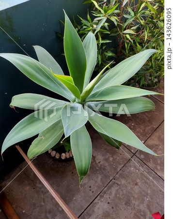 Potted Agave attenuata plant with smooth pale green foliage on a patio.; Potted Agave attenuata plant with smooth pale green foliage on a patio.; 143626095
